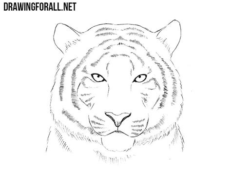 How To Draw A Tiger Head