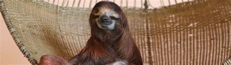 sloth sanctuary rising starlet buttercup costa rica experts