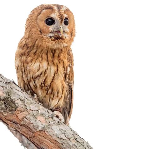 Tawny Owl Bird Facts Strix Aluco Az Animals