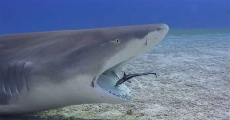 The Dentist By Pagirard Remora Cleaning The Mouth Of A Lemon Shark In