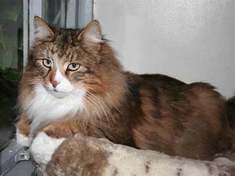 | is it required to neuter/spay your indoor cat? Norgeskaukatt Norwegian Forest Cat Neuters