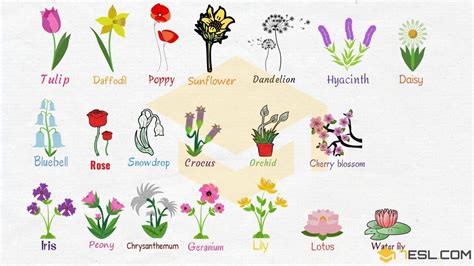 Flowers Names Useful List Of Flowers With Images 8 E S L Different