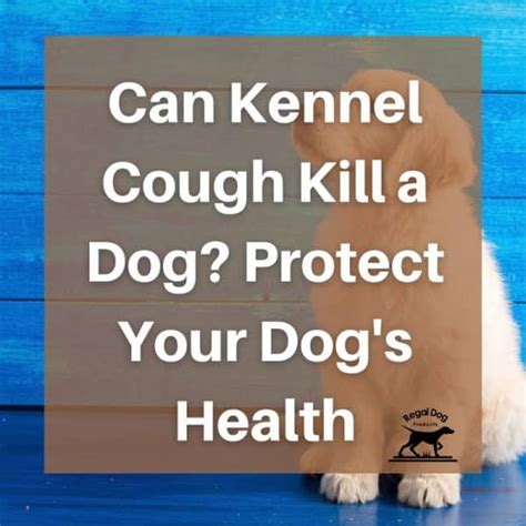 Can Kennel Cough Kill A Dog Protect Your Dogs Health