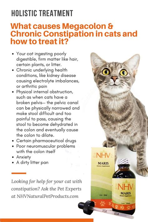 Owners will need to carefully monitor their cats at home for the underlying cause must be eliminated, if possible. 390 best Keeping Your Cat Healthy images on Pinterest