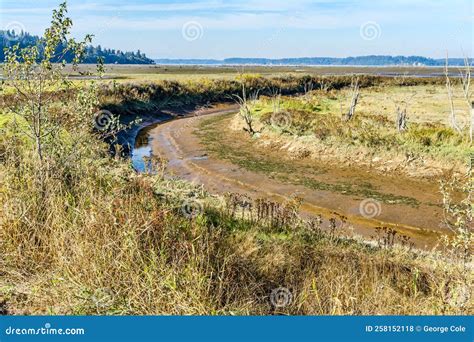 Nisqually Wetlands Land Trough Stock Photo Image Of Nisqually State