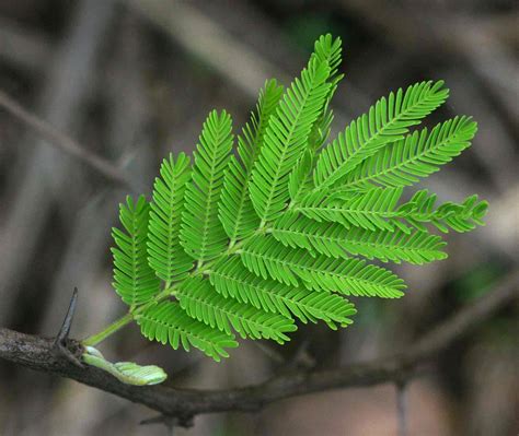 Flora Of Zimbabwe Species Information Individual Images Acacia Nilotica