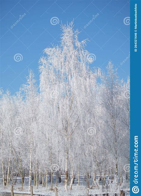 Winter Landscape With Icy Snowy Birch Trees On Snow Covered Field