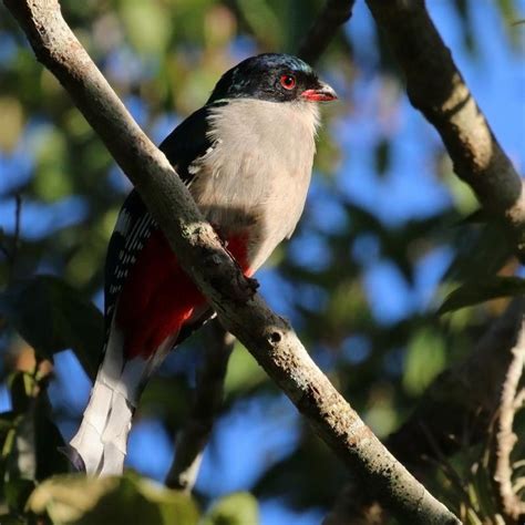 Discover The Stunning Cuban Trogon The Bird That Will Make You Fall