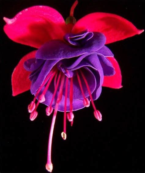 Fuschia By Thven Exotic Flowers Amazing Flowers