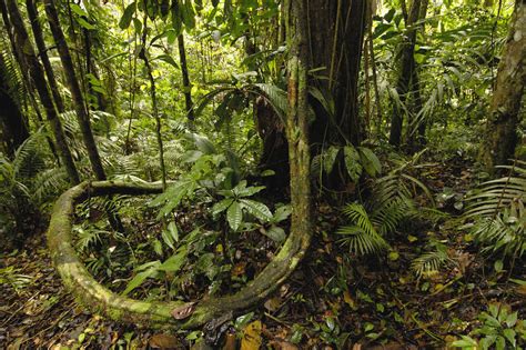 Amazon Rainforest Images History Biodiversity