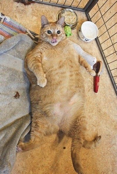 Pin On Chonky Chonker Fat Cats