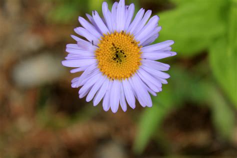 Purple Flower At Rocky Mountains National Park Colorado Image Free