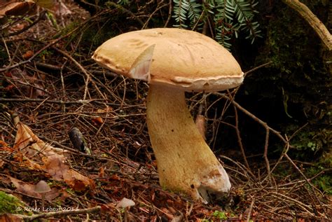 Tylopilus Felleus Bitter Bolete The Bolete Filter