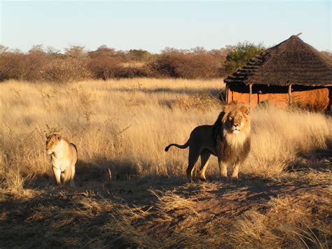 Filelion And Lioness In Namibia