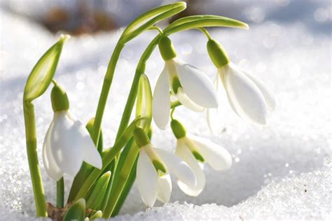 Top 10 Flowers That Bloom In Winter