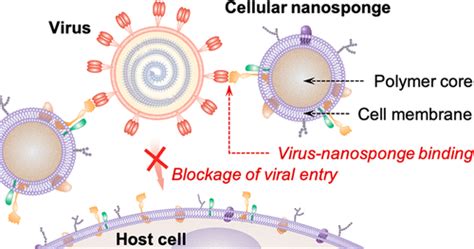Cellular Nanosponges Inhibit Sars Cov 2 Infectivitynano Letters X Mol