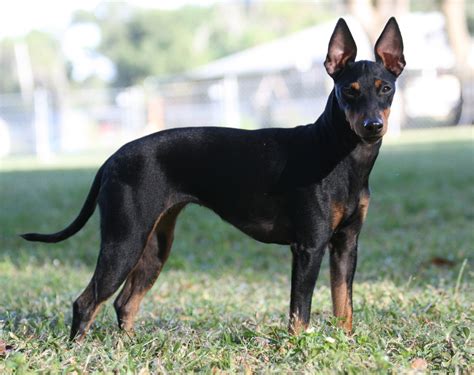 toy manchester terrier breed guide learn   toy manchester terrier