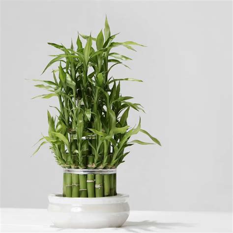 How To Propagate Lucky Bamboo Care Guide