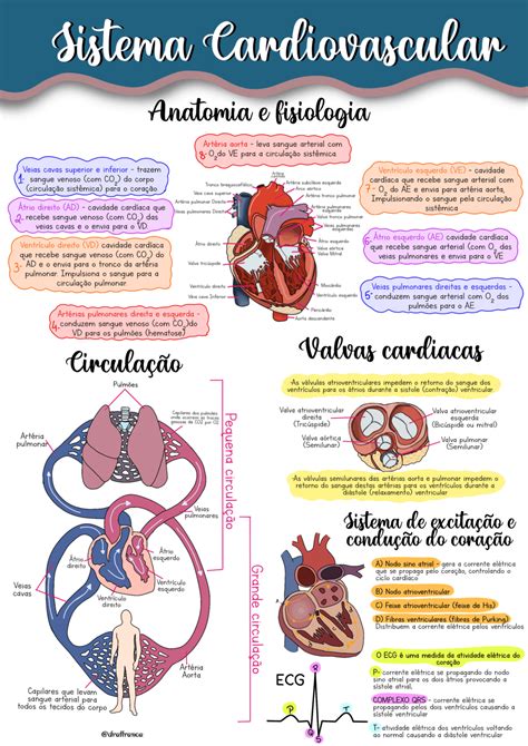 Mapa Mental Sistema Cardiovascular Esquemas Anatomia E Fisiologia
