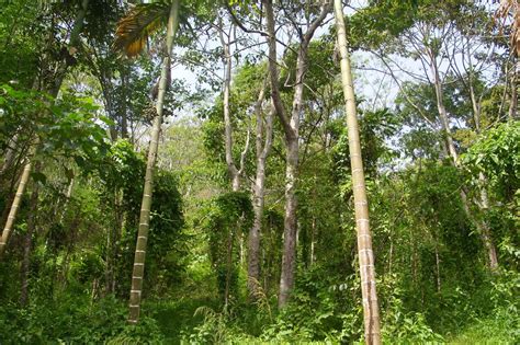 Selain itu daun ketepeng juga bermanfaat untuk mengobatai sembelit, cacingan dan. Kehutanan Kabupaten Kupang - Kepulauan NTT