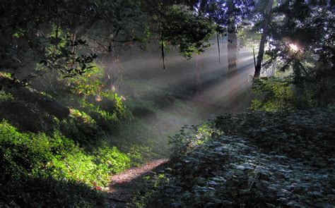 Nature Landscape Forest Sun Rays Mist Path Trees Shrubs Morning