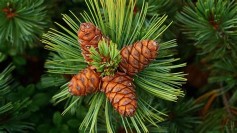 Pine Cones Spines Wallpaper Hd Nature 4k Wallpapers Images And