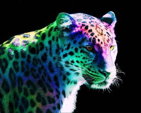 Leopard Animals Big Cats Leopards Hd Wallpaper Peakpx