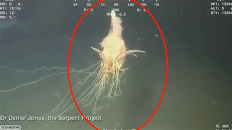 5 Unexplained And Mysterious Deep Sea Creatures Caught On