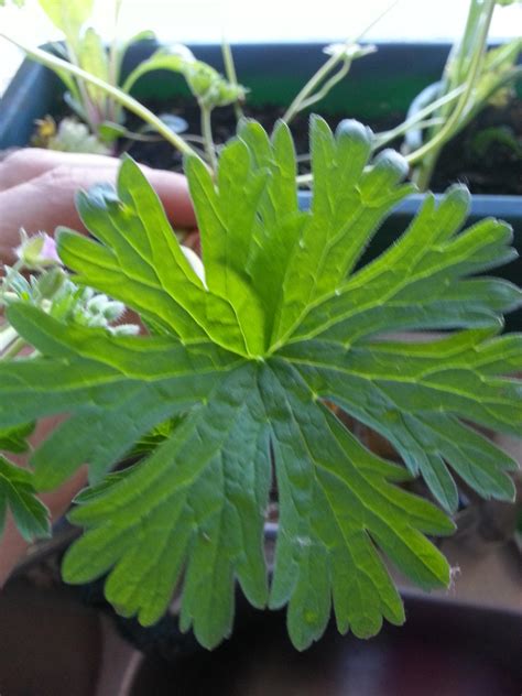 Common Michigan Weed Whatsthisplant