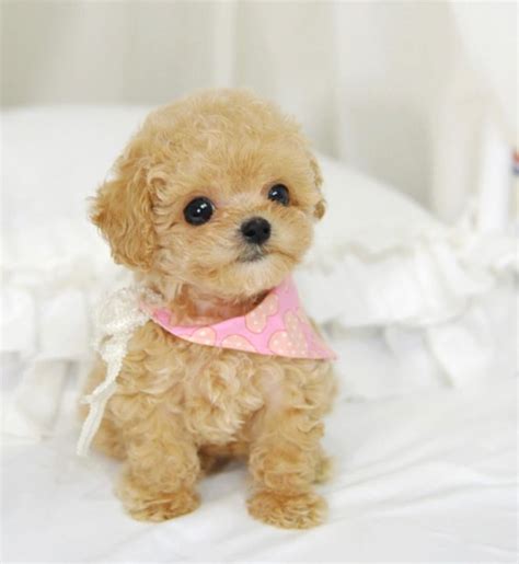 Akc Miniature Poodle Puppies For Sale With 50 Discount Toy Poodle