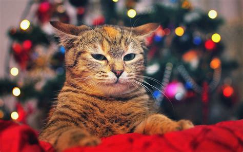 cute christmas cats photo wallpapers hd