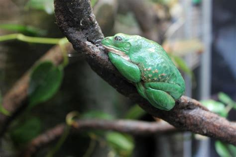 Mexican Dumpy Frog 1 0418 By Karakata On Deviantart