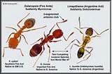 Images of Fire Ants Reaction