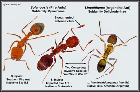 Argentine Ants Vs Fire Ants
