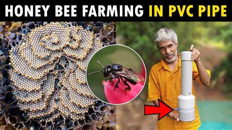 Stingless Honey Bee Farming In Pvc Pipe Meliponiculture