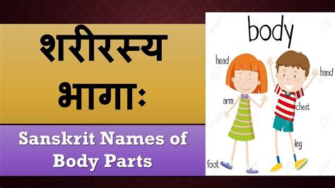 शरीरस्य भागाः Body Parts In Sanskrit Youtube