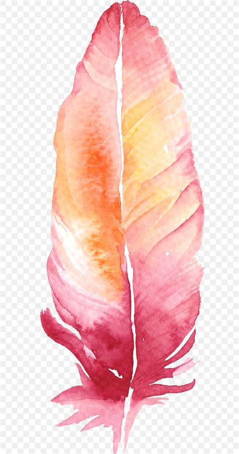 Pink Feather Download Png 697x1559px Pink Color Feather Film