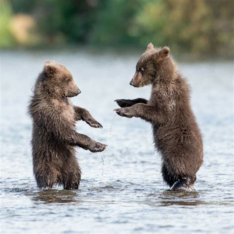Photo Of The Day Two Brown Bear Cubs Play In The Water Bear Cubs