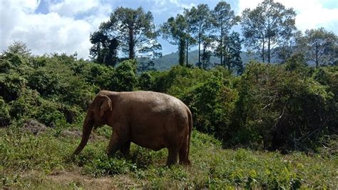Samui Elephant Home Vi Va Tour