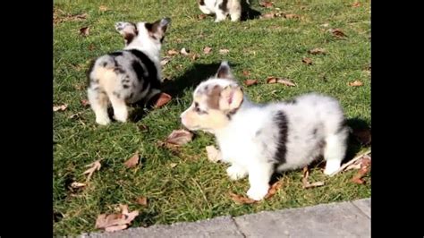 Extremely loving with its family, it will love to follow the family around and be involved in your. Pembroke Welsh Corgi Puppies For Sale - YouTube