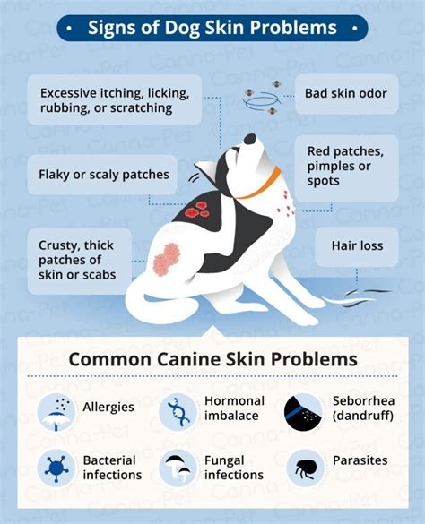 Dog Skin Conditions And Natural Treatments Canna Pet® Dog Skin
