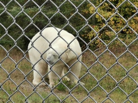 Canadian Polar Bear Habitat Cochrane Ontario Canada Ontario Travel