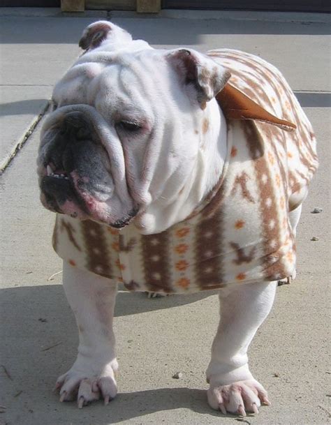English Bulldog Warm Coat Polar Fleece And By Meatballsshop