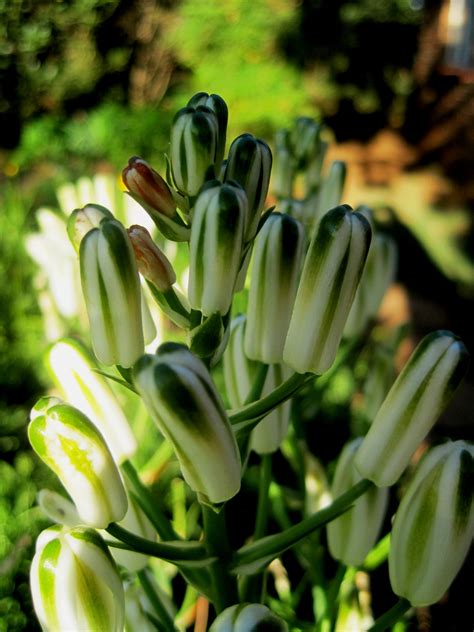 Unopened Buds Free Stock Photo - Public Domain Pictures