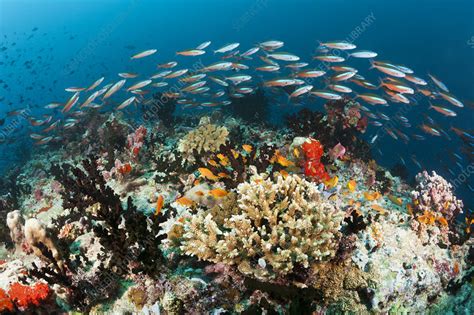 Coral Reef Maldives Stock Image C0488227 Science Photo Library