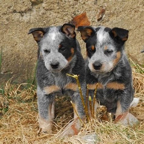 Photos Of Blue Heeler Puppies