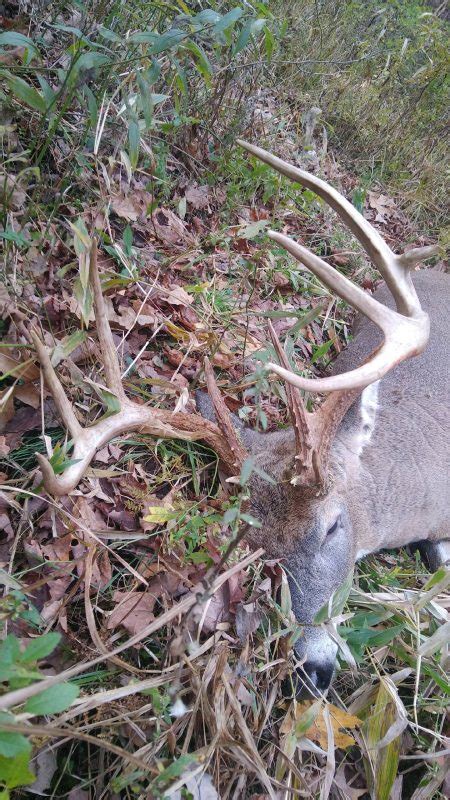 Buck Preorbital Gland Lure Paul Pollicks Whitetail Deer Lures