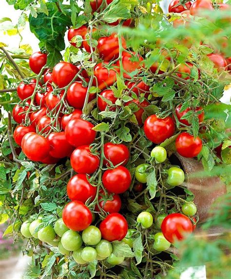30 Organic Tumbler Tumbling Cherry Tomato Seeds Tumbling Etsy