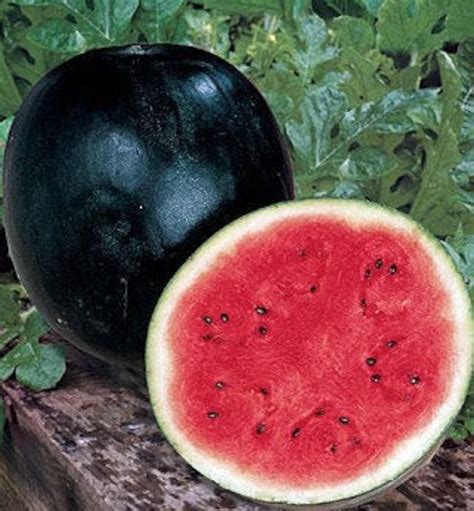 Black Diamond Watermelon Seeds Organic Non Gmo Etsy