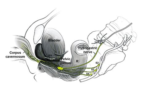 The Pelvic Plexus And Formation Of Neurovascular Bundles Reprinted